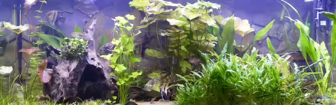 Gesellschaftsaquarium von Ravenclaw57