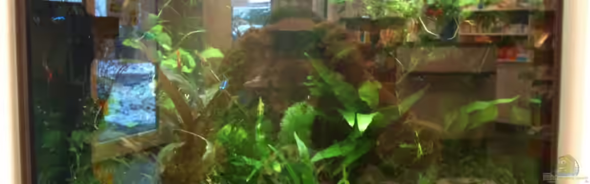 Gesellschaftsbecken Viersen von Biosphaeren