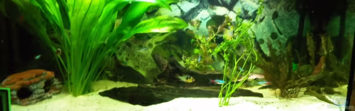 Gesellschaftsbecken von firetux