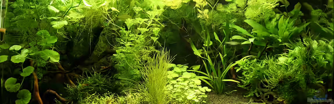 Green von Arely