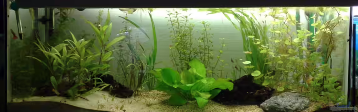 Guppys von Welslau