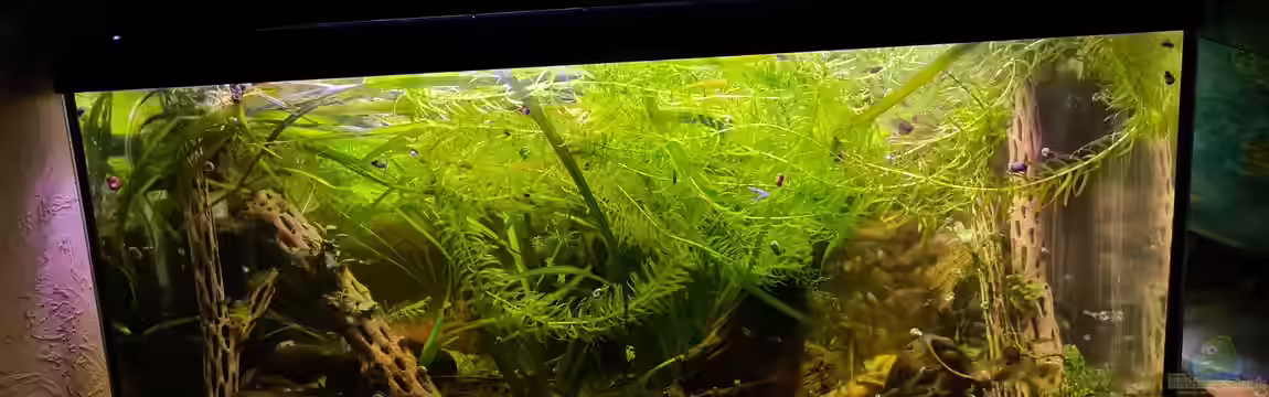 Haster Berggewässer von Ralleplus FARA
