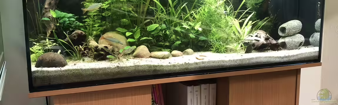 Herr Bert Axel Rodi 240 reloaded von schmitzkatze