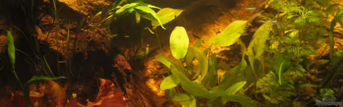 Irgendwo im Amazonas von Fishfan