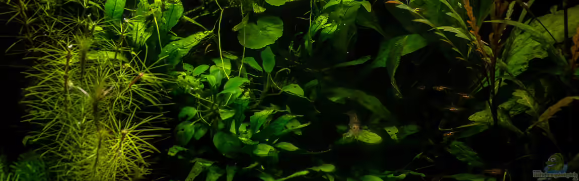 Jungle - Trigonostigma somphongsi und Betta von fischgarage