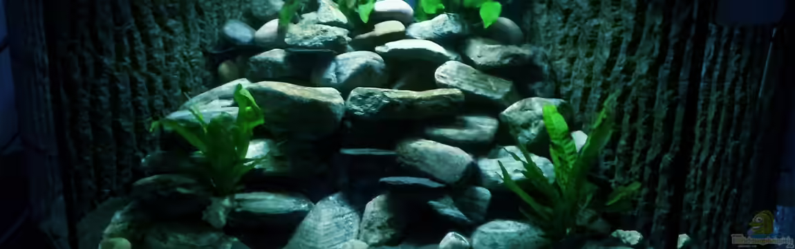 Just another Malawi-Tank von Daniel Kastner
