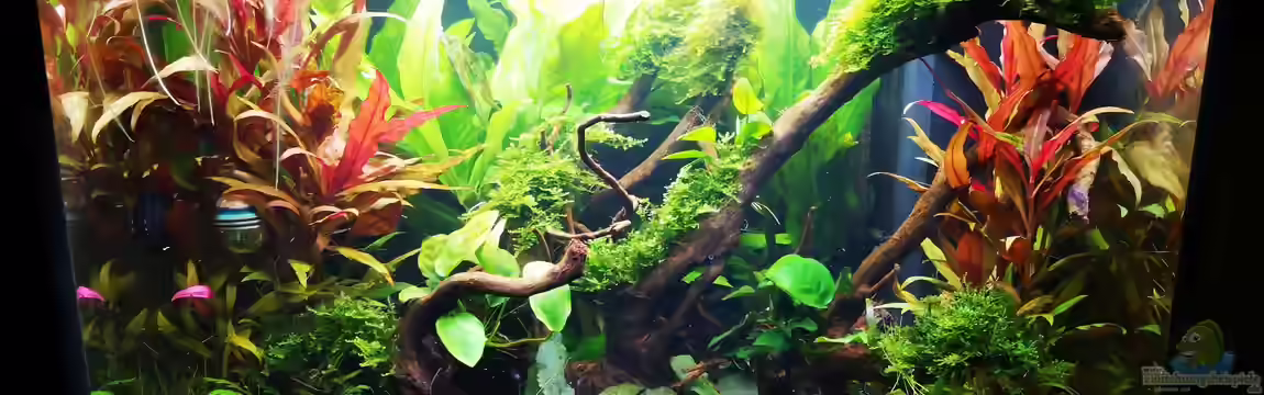 Juwel Lido 120 - Amazonasbecken von Jaype