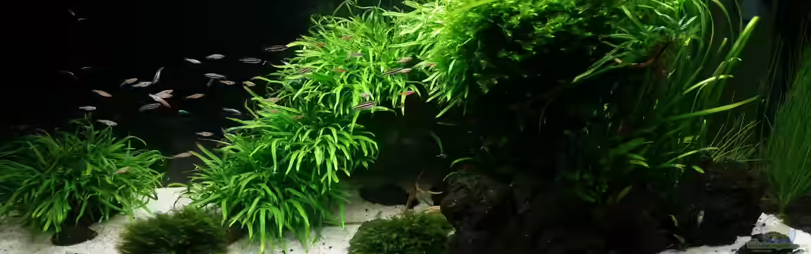 Kleine Fische nur noch als Beispiel von PanzerwelsFan