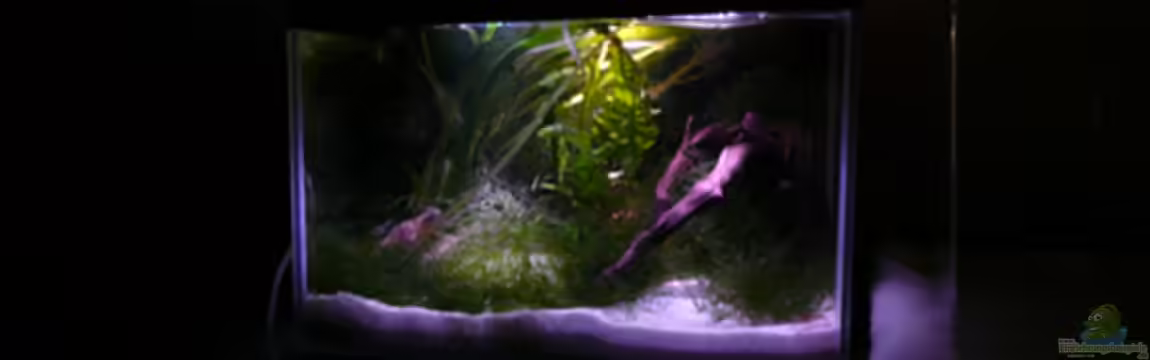 Krebse Aufzucht II von Cichlid Power
