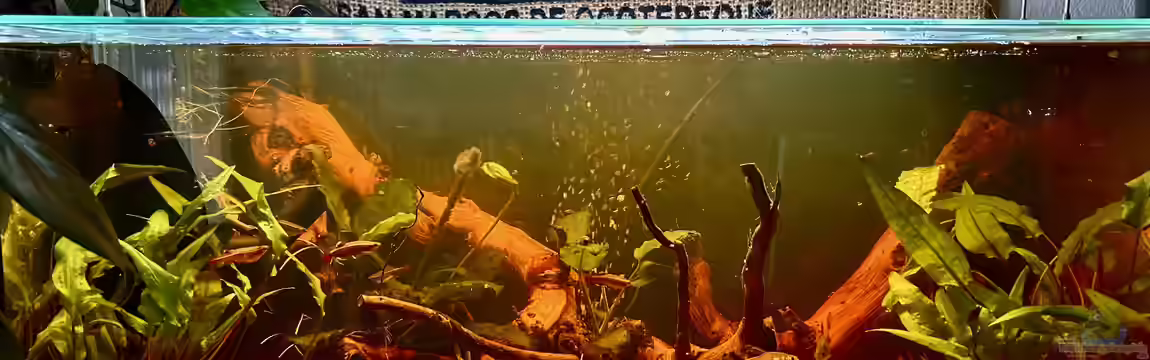 Küchen-Aquarium von Thilo