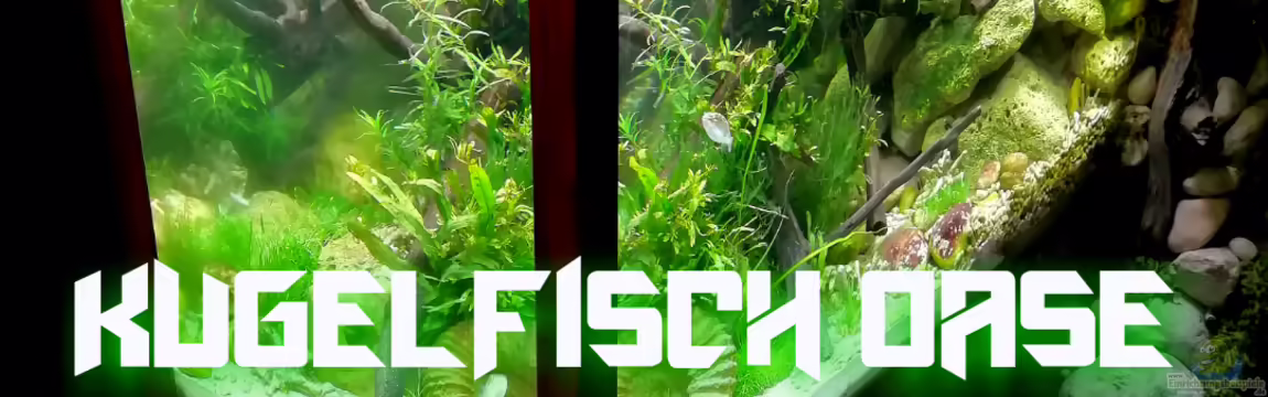 Kugelfisch-Oase von Bermuda 3eck