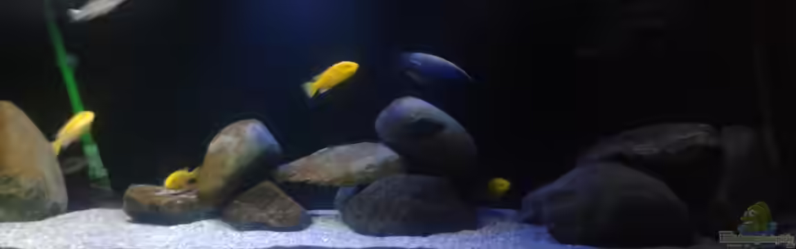 Lake Malawi Tank von Cichlidenfan
