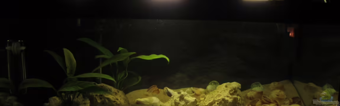 Little Lake Tanganjika (Nur noch als Beispiel) von Locke1992
