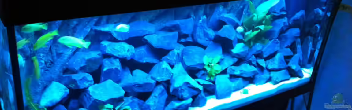 Malawi Cichliden Fish Tank von Maliza