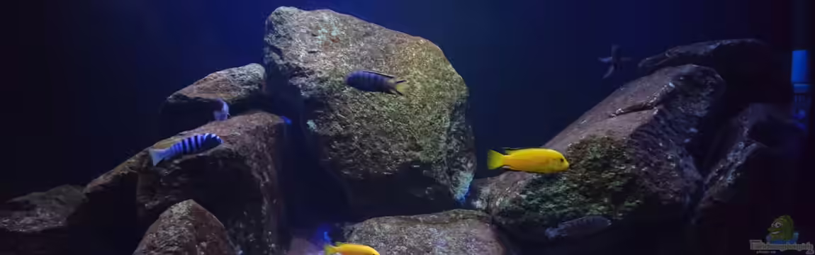 Malawi Mbuna (Existiert nicht mehr) von Limited