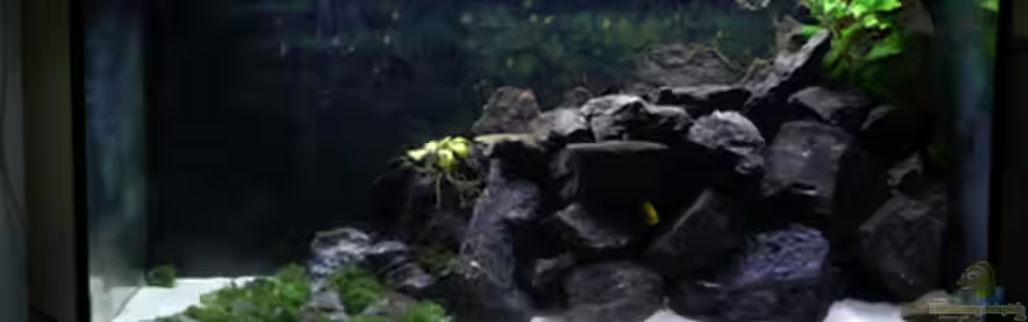 Malawi von Cichlid Power