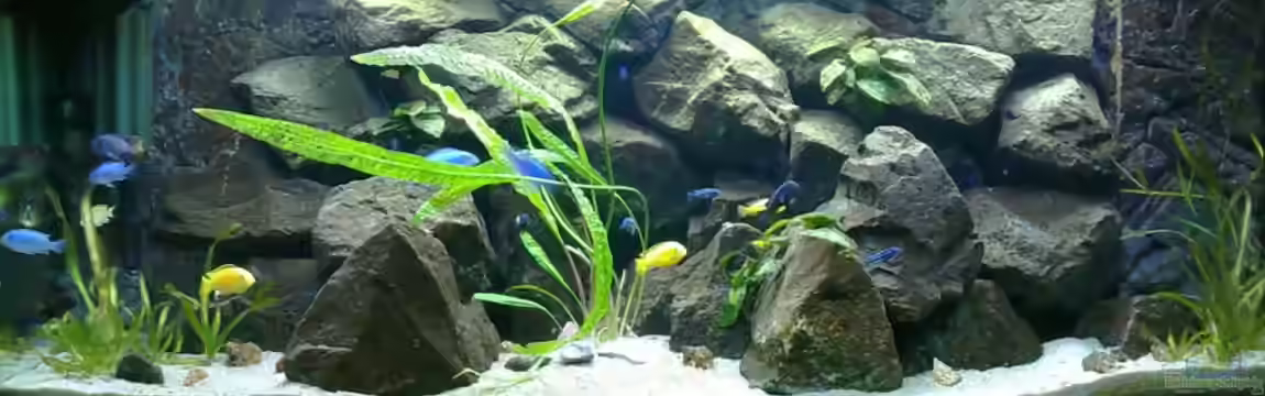 Mbuna- Juwel Rio 400 von Vision112