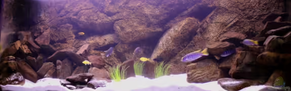Mbuna-Bay (VERKAUFT) von Vidi