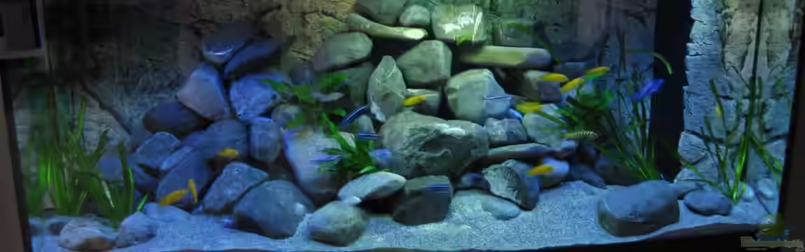 Mbuna Power von Tomson