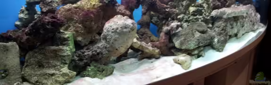 Meerwasser Aquarium von Christian Höse