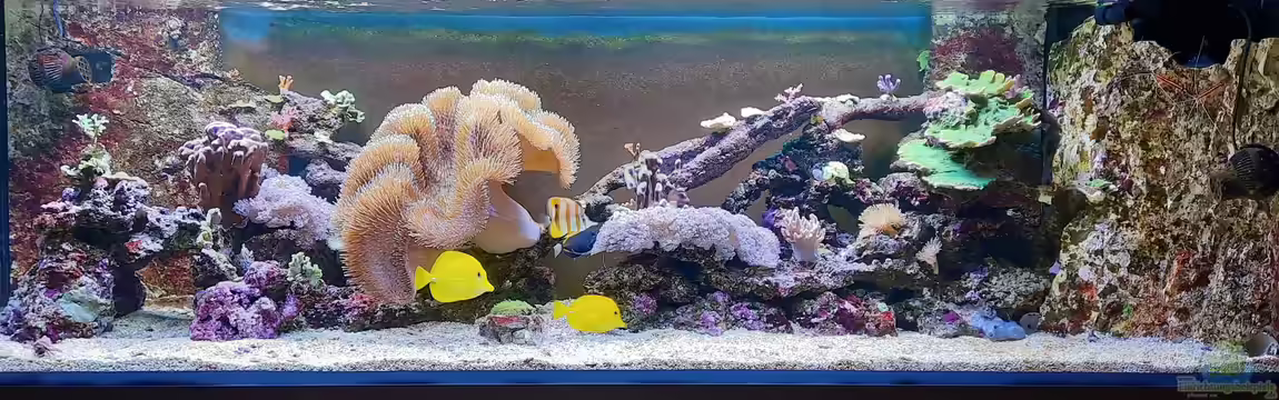 Meerwasseraquarium von carkl