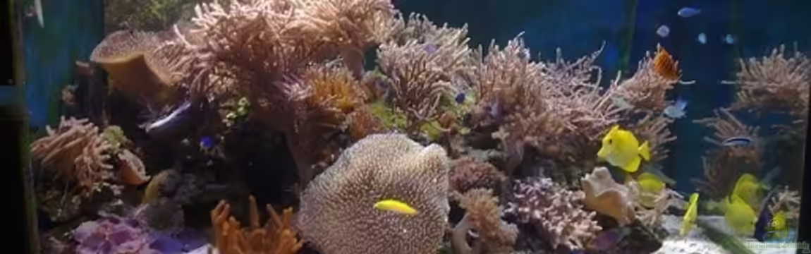 Meerwasseraquarium von Jens Just
