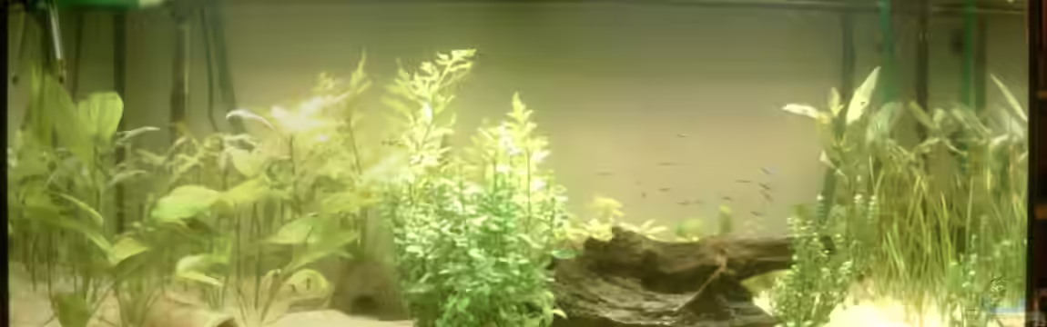 Mein Aquarium von AquarianerHH