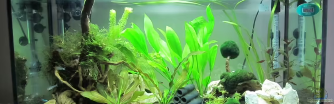Mein erstes Aquarium von Mogwai