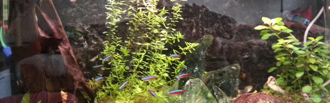 Mein erstes Gesellschaftsbecken von Der Dreiäugige Goldfisch