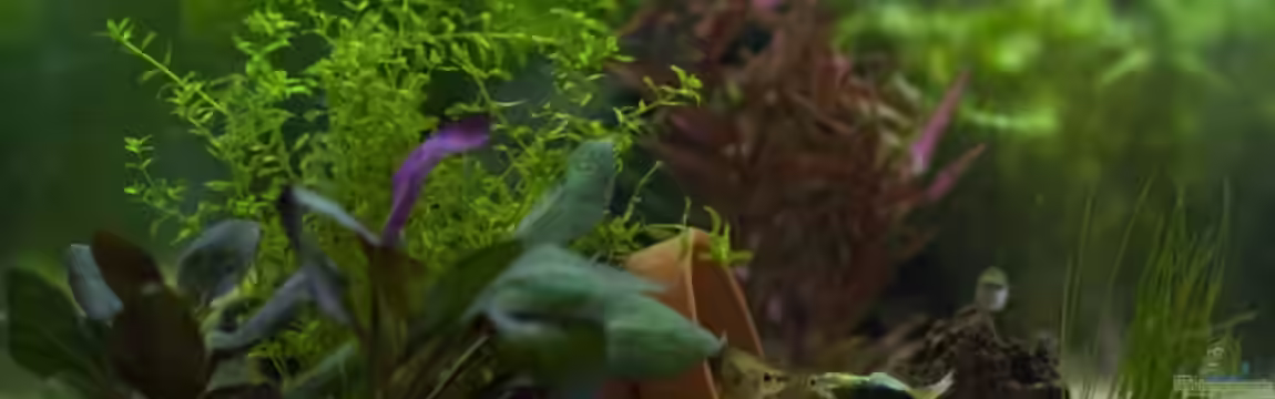 Mein erstes kleines Aquarium ) von Naddäl