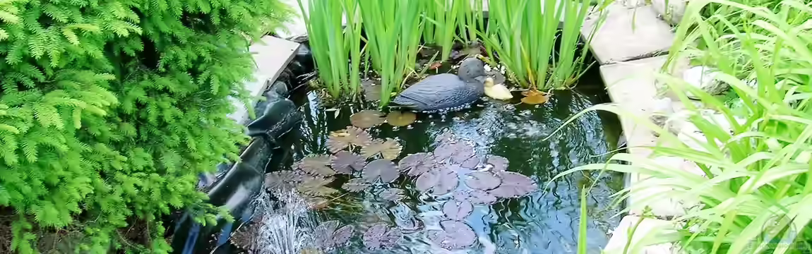 mein kleiner Gartenteich von odin 68