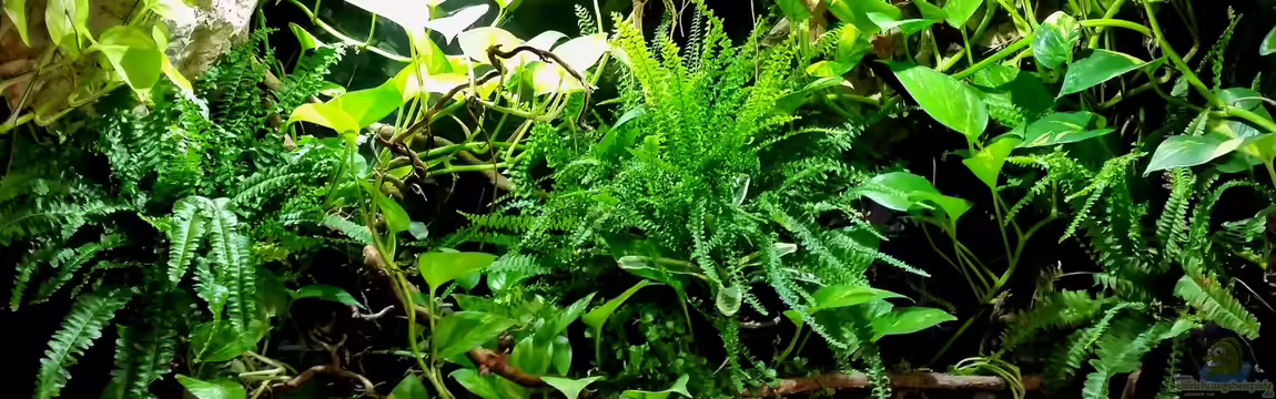 ~Mein-kleines-Diskus-Paludarium~ von ~Marco~