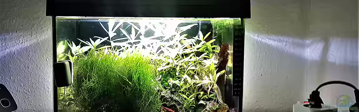 mein kleines Garnelen Becken (aufgelöst) von odin 68