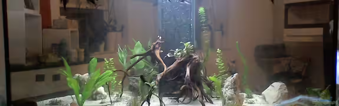 Mein kleines Unterwasserparadies von frettchen87