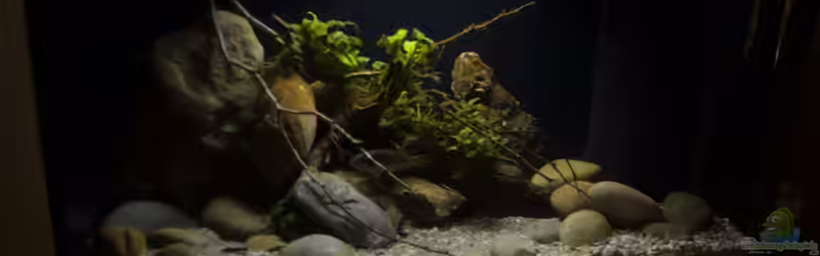 Menja River Biotop / Nur noch Beispiel / von Didi