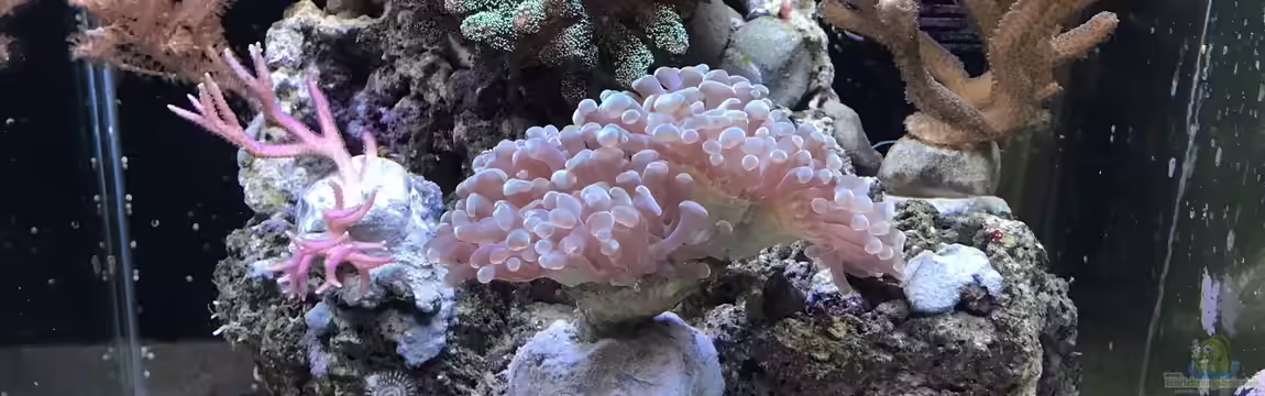 Mini Premium Reef von Bavaria