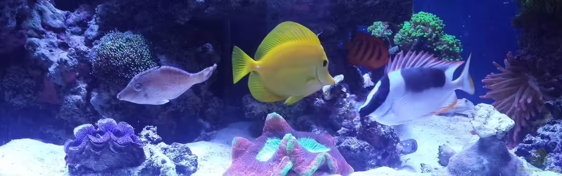 minireef von Nigel Friss