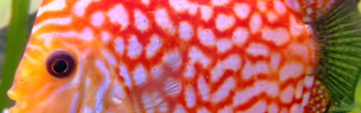 MP Scubaline 130 Aquarium von Matze 87