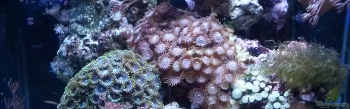 My first Reef von Julien Preuß