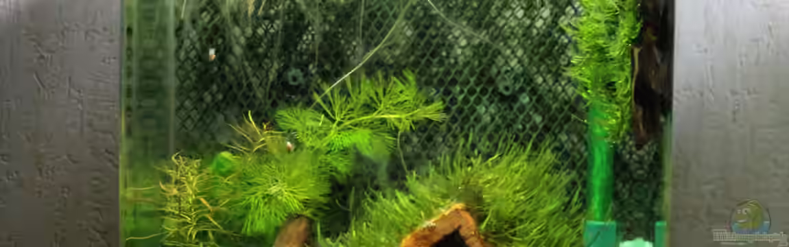 My second little Nano von SouthAmerica