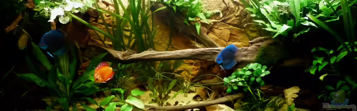 My~Dream~Tank von ~Marco~