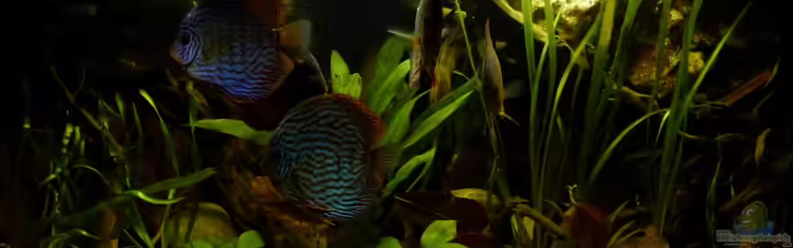 My~southamerican~corner~Tank von ~Marco~