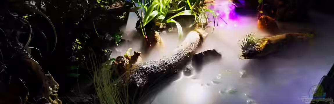 Mystische  Waldquelle von Alexander Deepocean