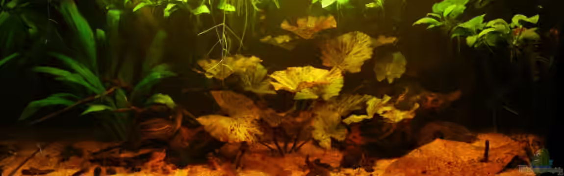 Nannostomus eques - Becken von Andreas Fuchs