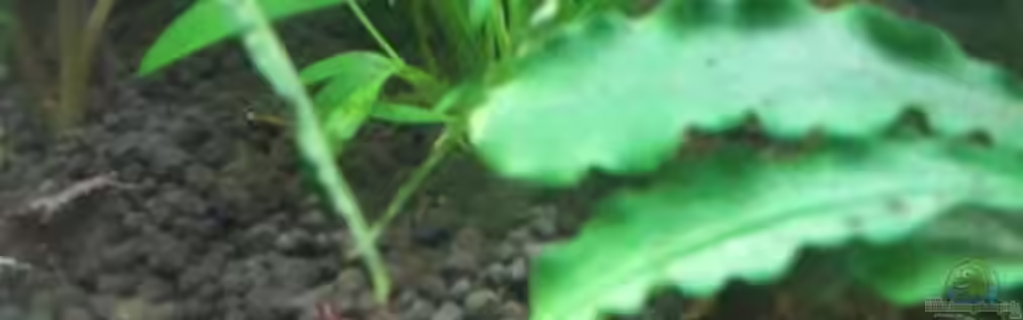 Nano 30 von NiRo