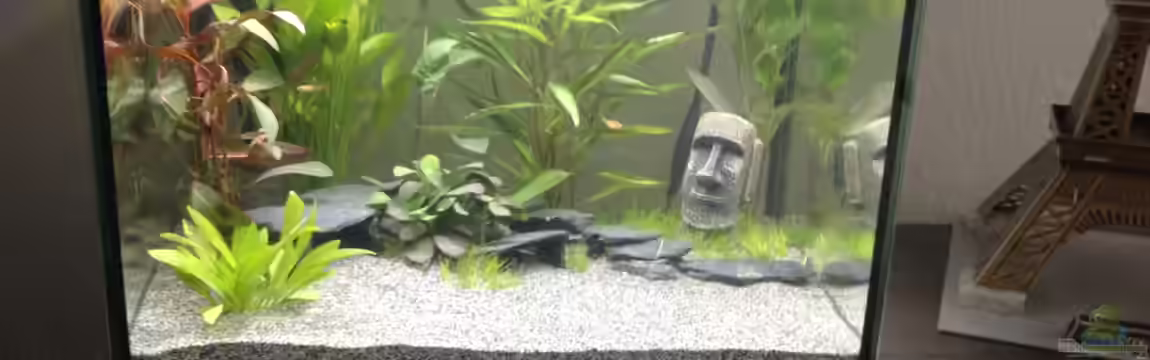 Nano Becken von Perlhuhnbärbling