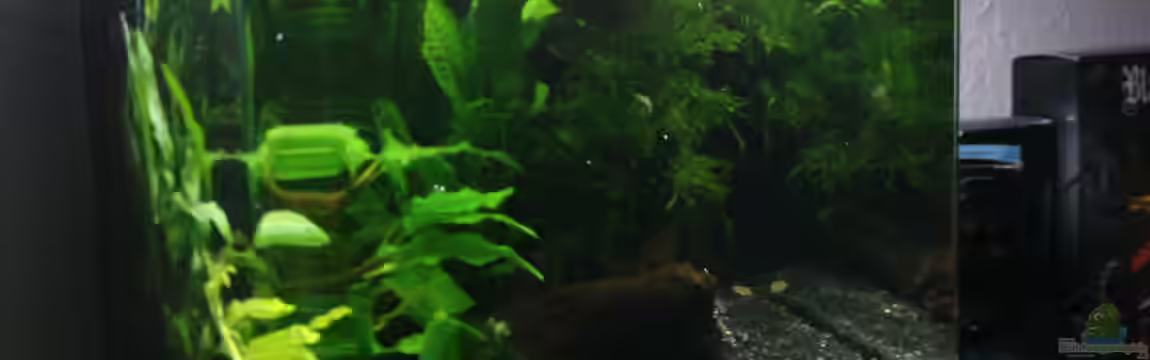 Nano Cube 10l von Die Hängenden Gärten