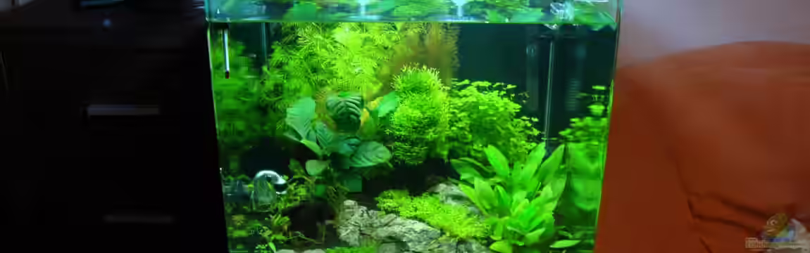 Nano Cube 60 Liter von Christoph Luz