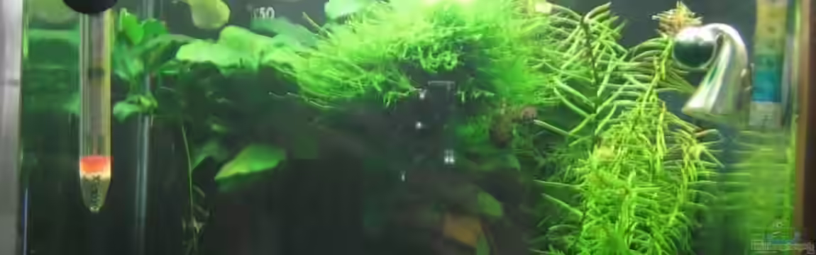 Nano Cube von Aquarium-Bochum