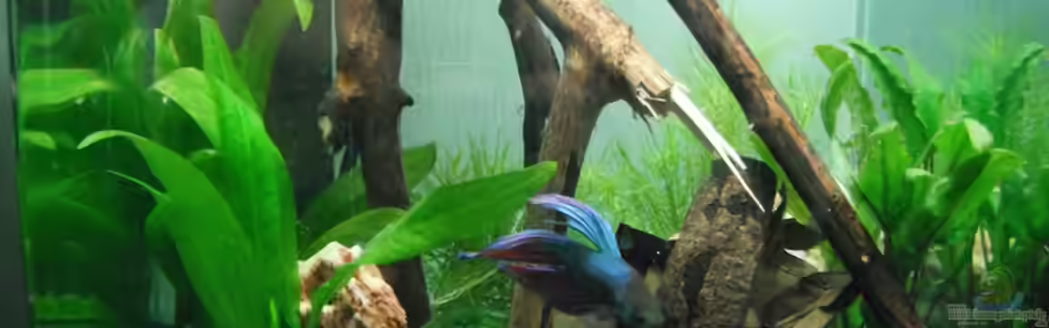 Nanocube Kleines Betta-Aquascape von schwefelfell
